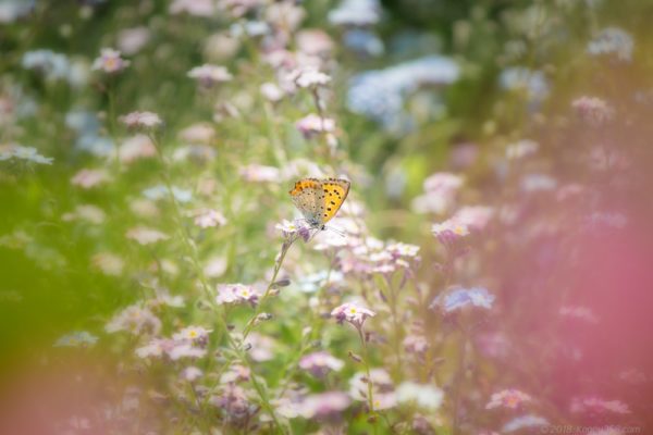 勿忘草（ワスレナグサ）とベニシジミ蝶