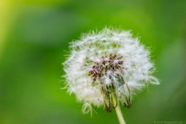 岐阜県可児市の花フェスタ記念公園でみたタンポポの綿毛