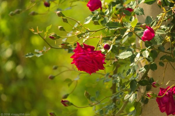 岐阜県可児市の花フェスタ記念公園でみたバラ