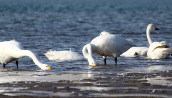 愛知県一宮市の木曽川のコハクチョウ