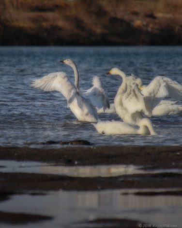 愛知県一宮市の木曽川のコハクチョウ
