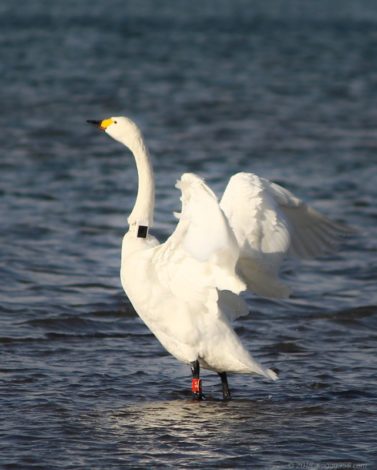 愛知県一宮市の木曽川のコハクチョウ