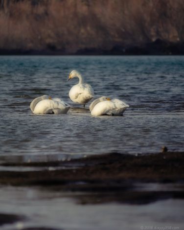 愛知県一宮市の木曽川のコハクチョウ