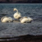 一宮の木曽川に越冬で飛来してきたコハクチョウを撮影【越冬時期は12月末～２月下旬】