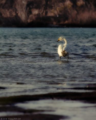 愛知県一宮市の木曽川のコハクチョウ