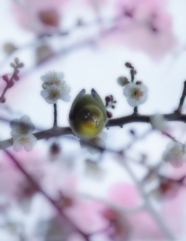 熱田神宮のウメジロー