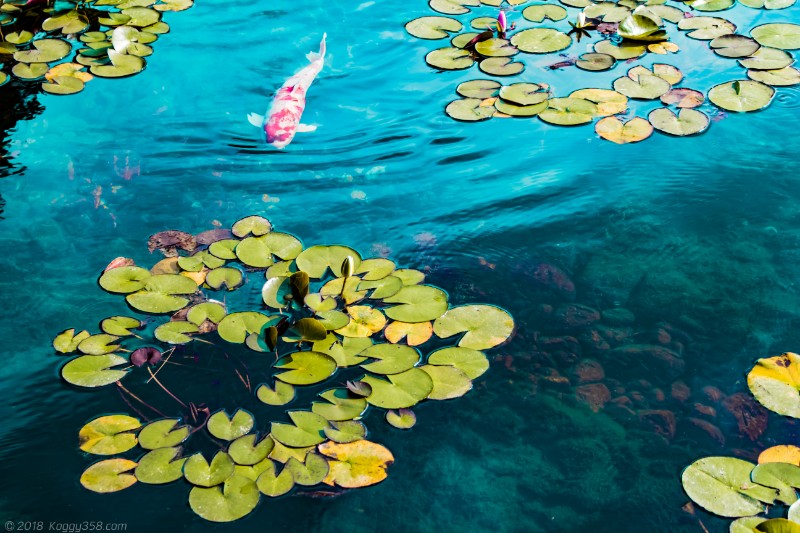 蓮へ向かう鯉