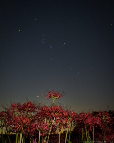津屋川の彼岸花とオリオン座