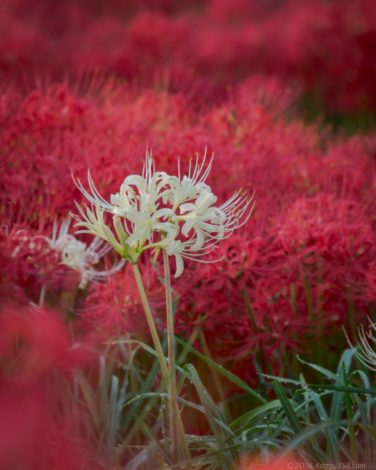 津屋川の彼岸花