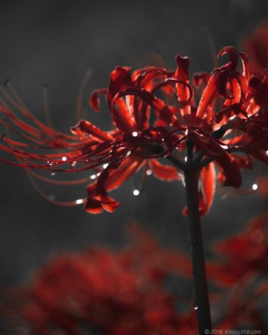 津屋川の露と彼岸花