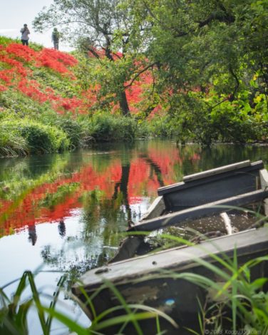 津屋川の彼岸花