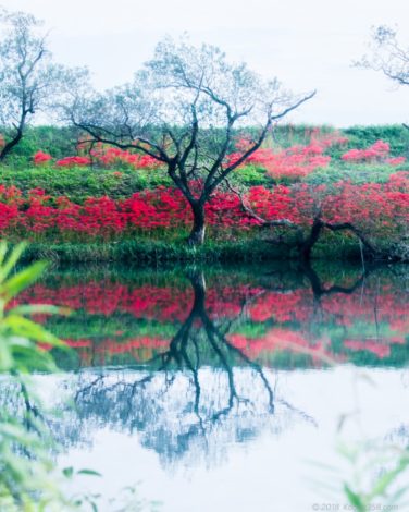 津屋川の朝靄と彼岸花