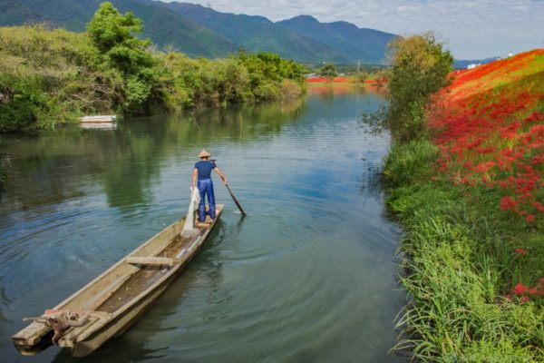津屋川の彼岸花と打ち網