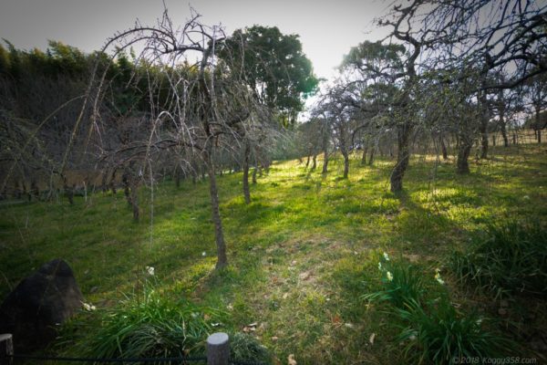 名古屋市農業センターdelaふぁーむのまだ咲いていない梅