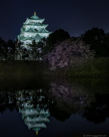 名古屋城の堀からの夜桜