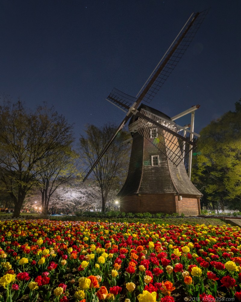 名城公園のオランダ風車とチューリップ
