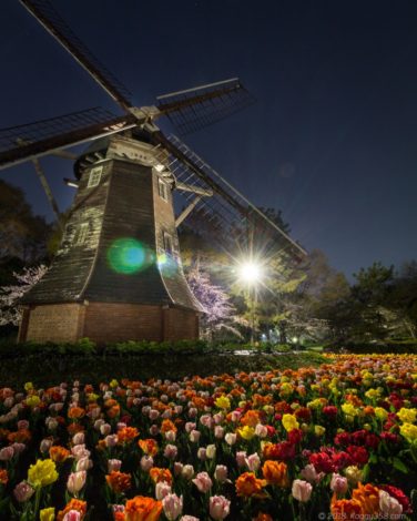 名城公園のオランダ風車とチューリップ
