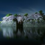 名古屋城・名城公園の撮影スポットまとめ！桜/展望台/ひまわり/チューリップ/藤/ライトアップetc...