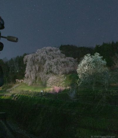 又兵衛桜のライトよる光害