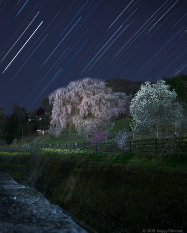 又兵衛桜と星の軌跡