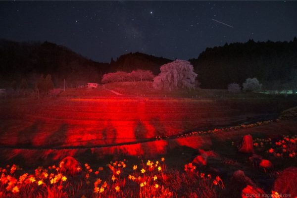 又兵衛桜の自動車のブレーキランプよる光害