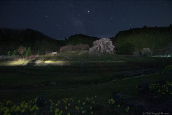 又兵衛桜の自動車のライトによる光害