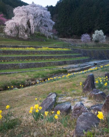 又兵衛桜と石碑