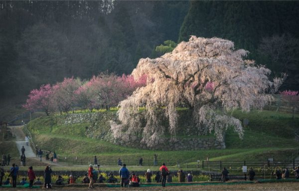 朝日に照らされる又兵衛桜
