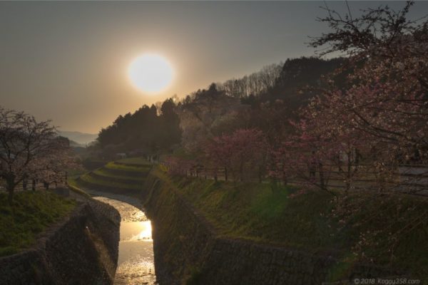 朝日が昇る又兵衛桜