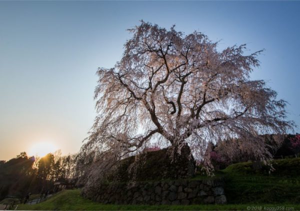 近くで見上げる又兵衛桜