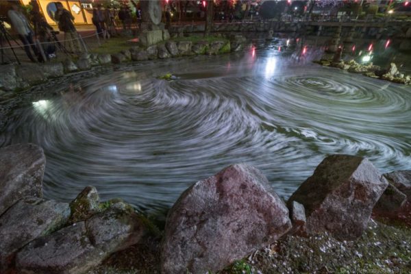 岐阜公園の日中友好庭園の桜グルグル