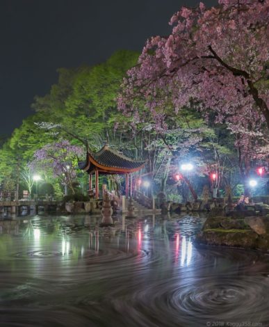 岐阜公園の日中友好庭園の桜グルグルの夜景