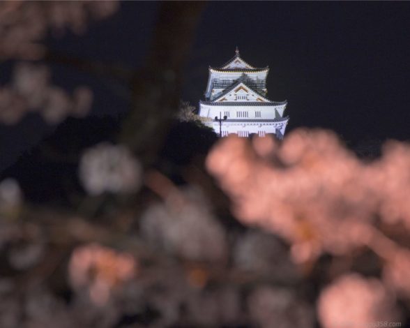 岐阜城とライトアップされた桜