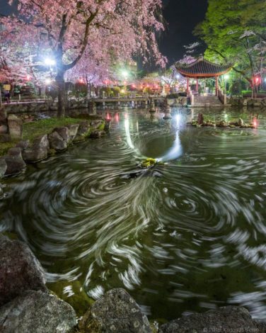 岐阜公園の日中友好庭園で桜のグルグル花筏の夜景を撮影してきたよ こぎフォト ダイアログ