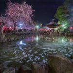 岐阜公園の日中友好庭園で桜の花筏に冬の雪景色の夜景を撮影