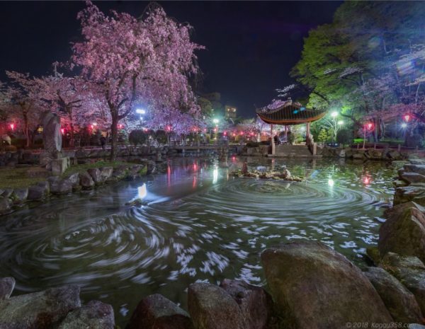 岐阜公園の日中友好庭園で桜の花筏に冬の雪景色の夜景を撮影