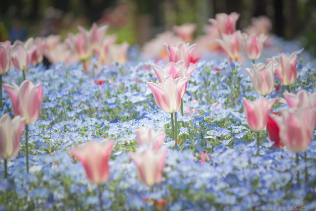 名城公園のフラワープラザ周辺で撮影したネモフィラとチューリップ