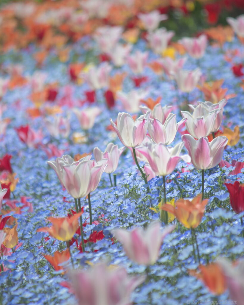 名城公園のフラワープラザ周辺で撮影したネモフィラとチューリップ