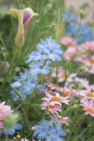 名古屋港ワイルドフラワーガーデン ブルーボネットの花