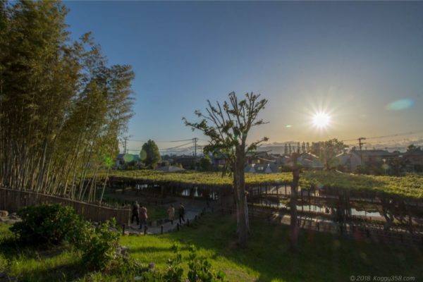 天王川公園の藤棚が一望できる展望台