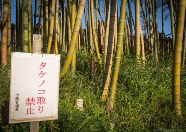 天王川公園のたけのこは取っちゃダメ
