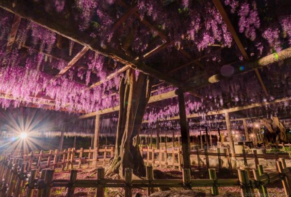 天王川公園の藤を広角で撮った