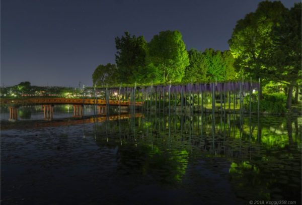 天王川公園の池の藤棚の夜景