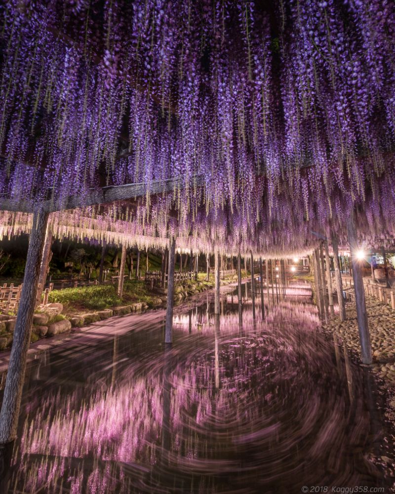 天王川公園の藤の花筏のグルグルとリフレクション