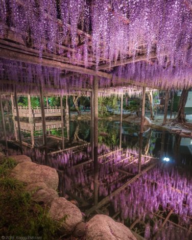 天王川公園の藤のリフレクション