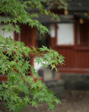 津島神社のもみじ