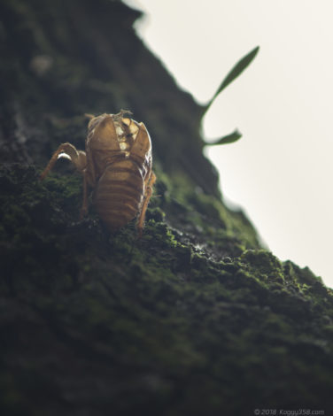 セミの抜け殻