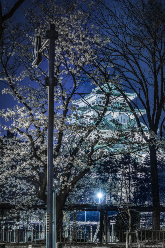 名古屋城と夜桜の夜景を撮影
