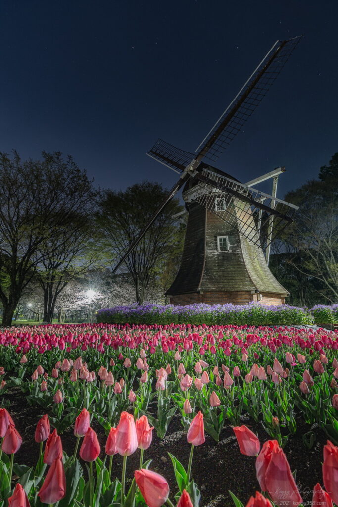 名城公園のオランダ風車とチューリップ