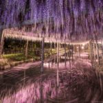 津島市の天王川公園で藤のリフレクションとグルグル花筏を撮影したよ